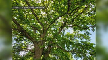 Dąb Józef w finale konkursu Drzewo Roku