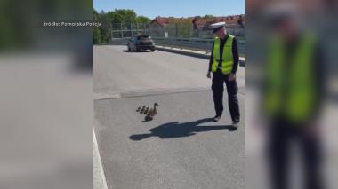 Policjanci pomogli kaczej rodzinie