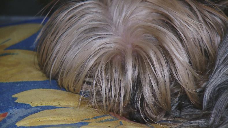 Szukają właściciela Yorka