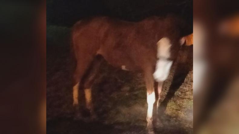 Ukradł klacz i chciał zaprowadzić ją do mieszkania