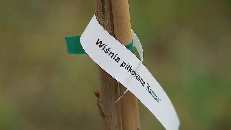 Sadzonki drzew i krzewów dla mieszkańców Wejherowa