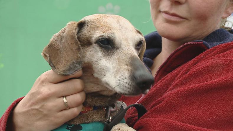 Tylko rozsądne adopcje zwierząt