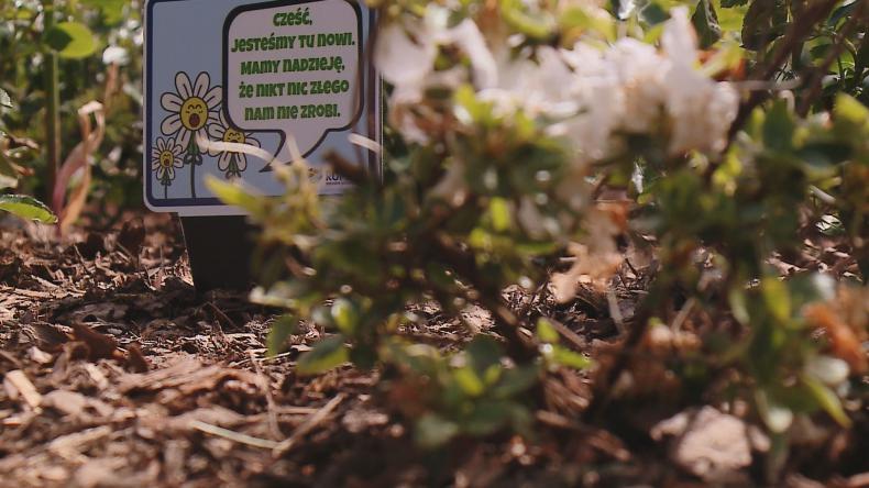 Srogie kwiaty próbują odstraszyć wandali