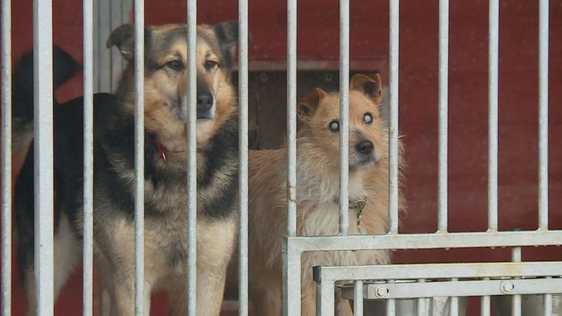 Od małego wspierają bezdomne zwierzęta na całego