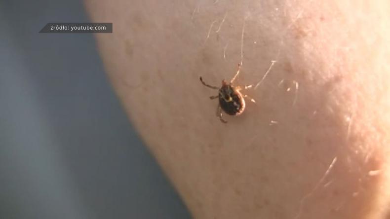 Plaga boreliozy w powiecie