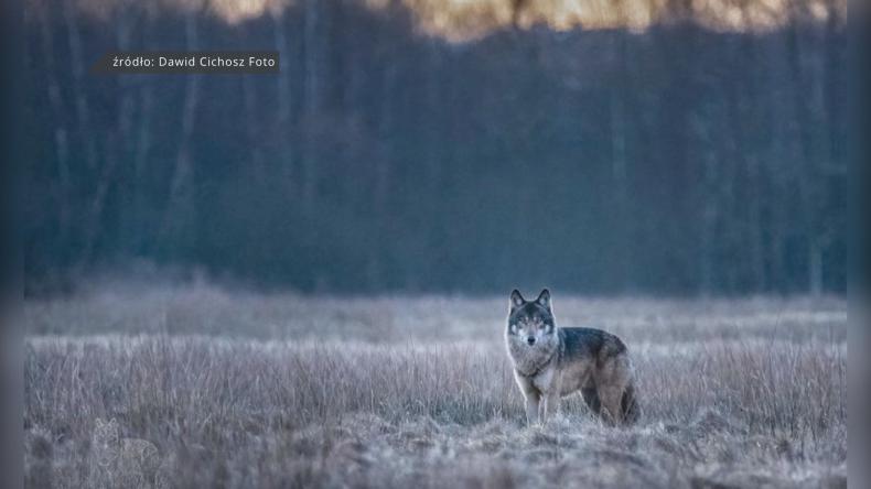 Spotkanie z wilkiem uwiecznione na zdjęciach