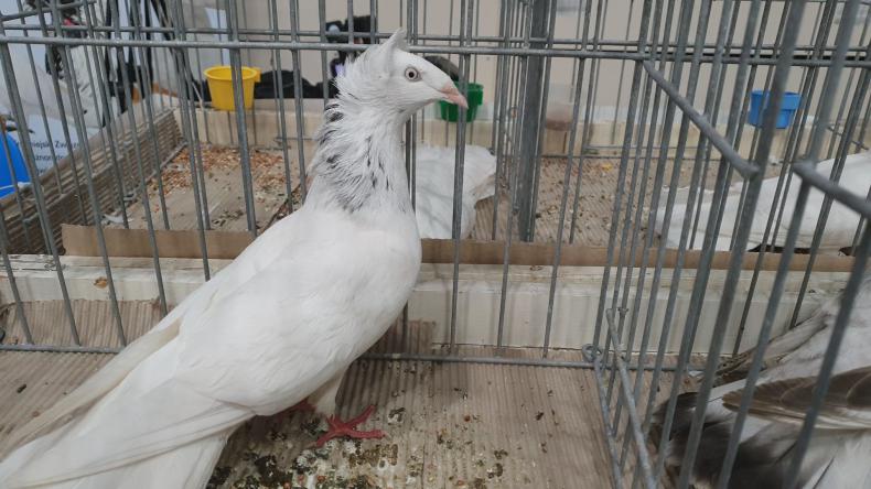 Wystawa gołębi rasowych, drobiu ozdobnego i królików