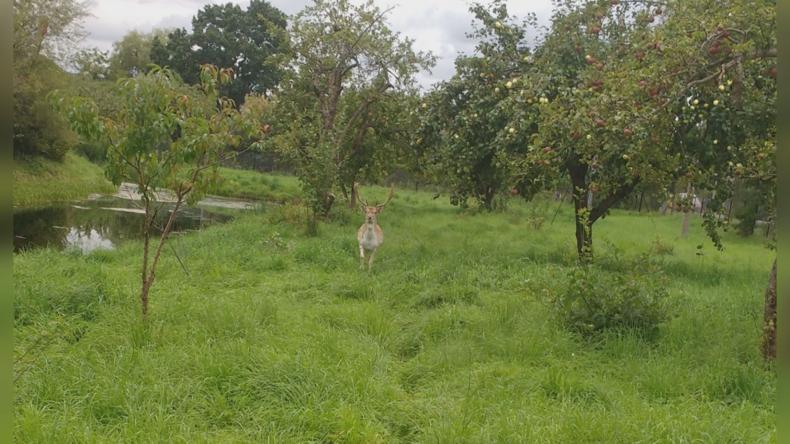 Daniele na Chopina w Wejherowie