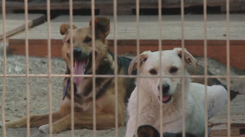 Schronisko w Dąbrówce ze wsparciem od Filipa Chajzera