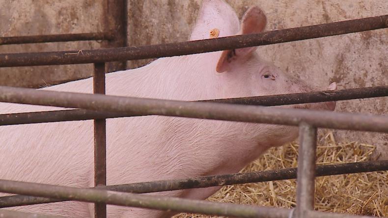 ASF coraz bliżej powiatu wejherowskiego?