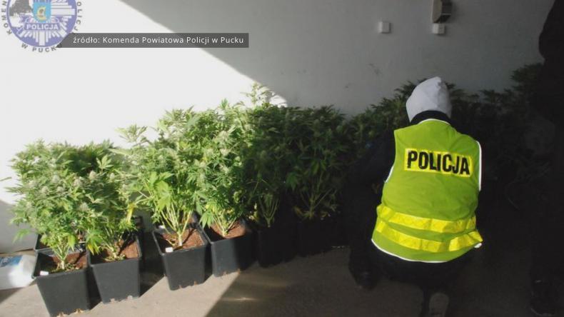 Bracia uprawiali w mieszkaniu marihuanę