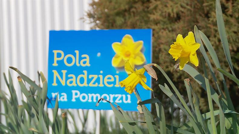 Pola Nadziei kolejny raz zakwitły dla hospicjów
