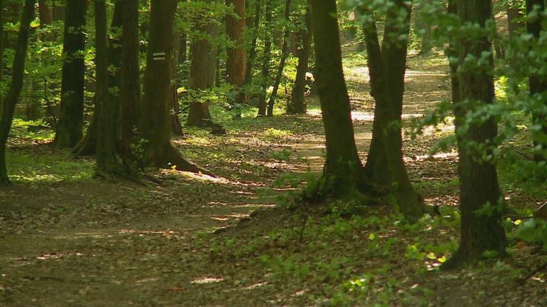 Rośnie ryzyko pożarów w lasach