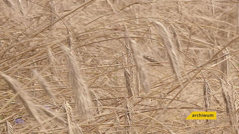 Rolnicy i leśnicy czekają na deszcz