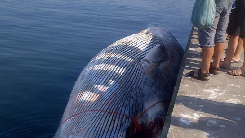 Wieloryb w Helu. Mają go zbadać, później spreparować