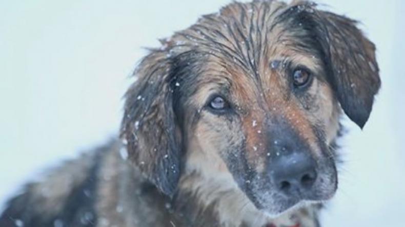 Pomóż Animalsom odnaleźć psa
