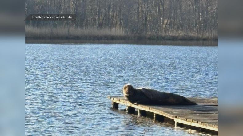 W małym jeziorze zamieszkała... foka