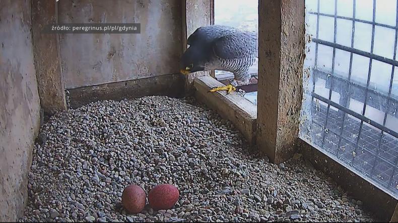 Koksinka i Bosman oczekują na pisklę