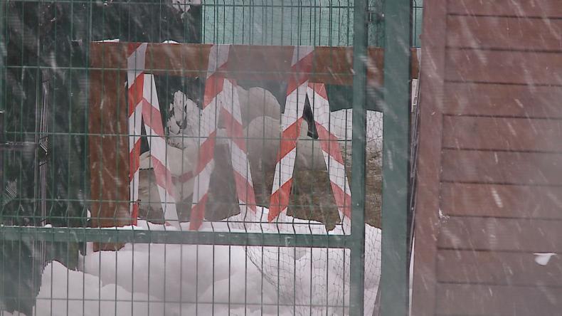 Wejherowski park zamknięty z powodu ptasiej grypy