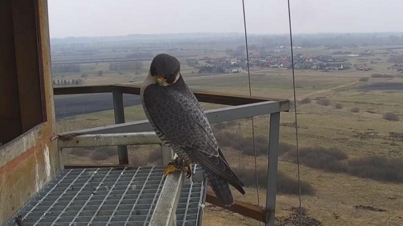Imię dla samicy Sokoła z Redy wybrane