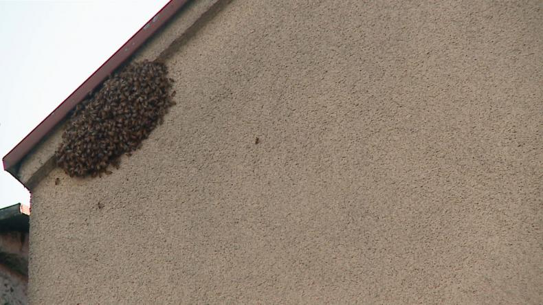 Pszczoły wróciły na pucki rynek