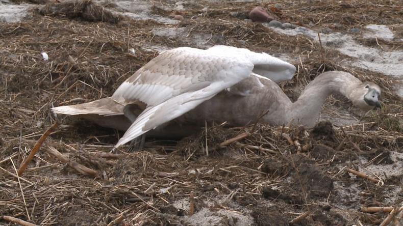 Awantura nad padającym łabędziem