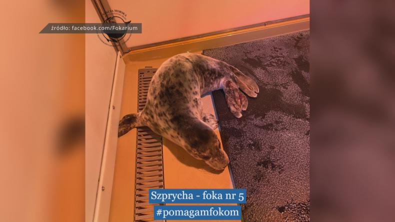 Foka szara znaleziona na ścieżce rowerowej