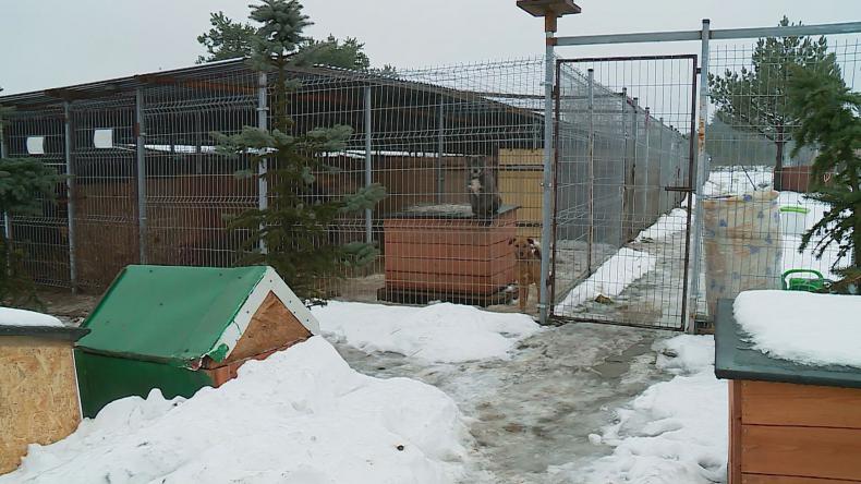 Schronisko w Dąbrówce potrzebuje pomocy