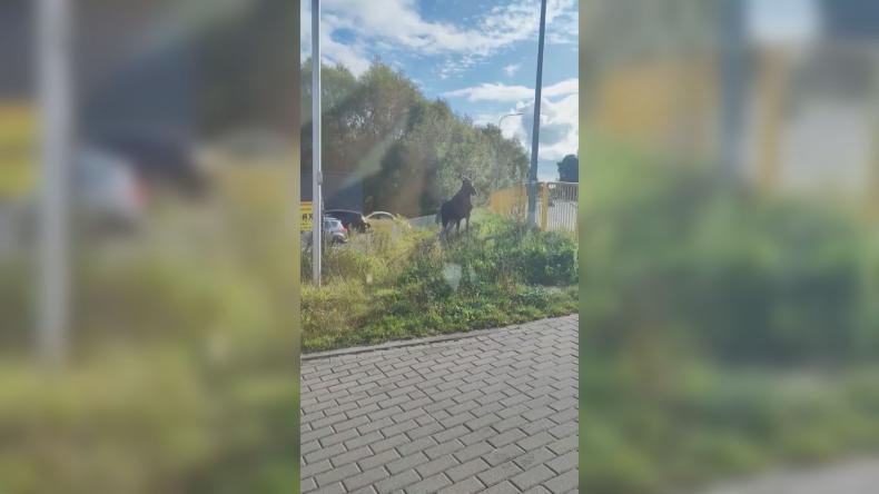 Łoś przechadzał się po Wejherowie