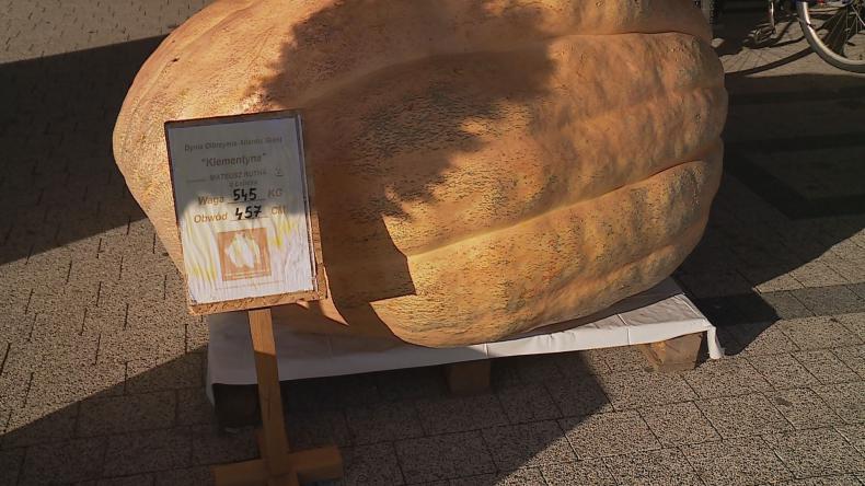 W Łebczu ponownie pojawiła się dynia gigant