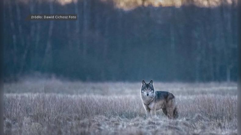 Wilki widziane w okolicach Kębłowa