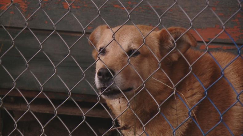 Pomóżmy zwierzakom przetrwać zimę