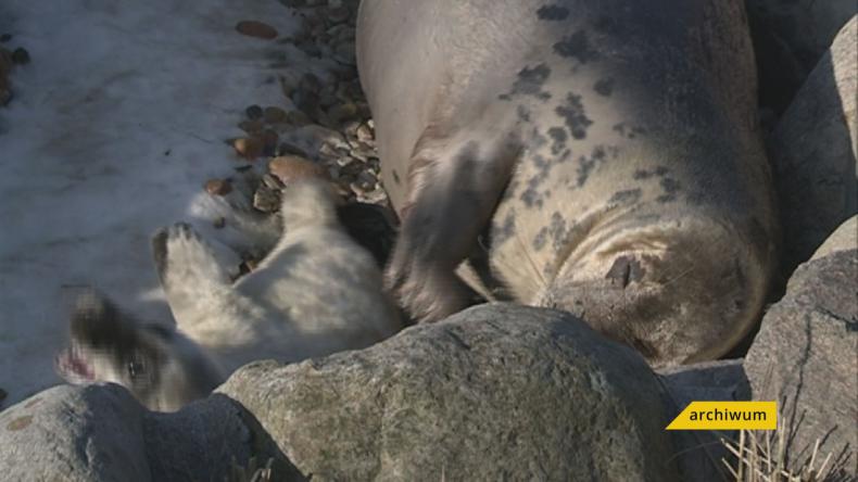 Foczy szpital poszukuje wolontariuszy
