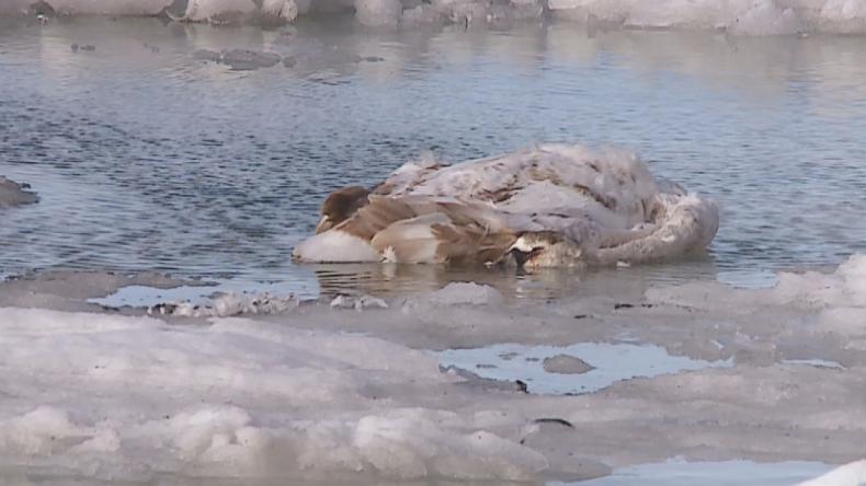 Ptasia grypa zbiera coraz większe żniwo
