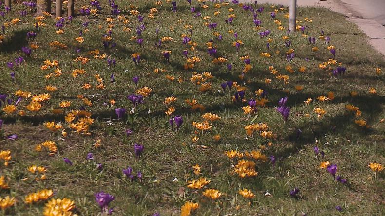 Wejherowo rozkwita na wiosnę