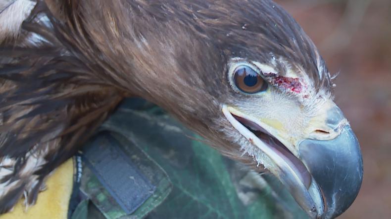 Bielik nie chce odlecieć z Sobieńczyc