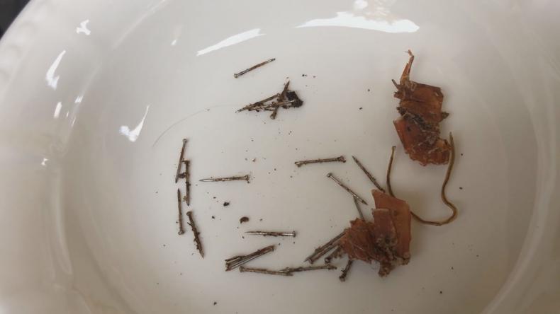 Chcą bestialsko zabić bezpańskie koty