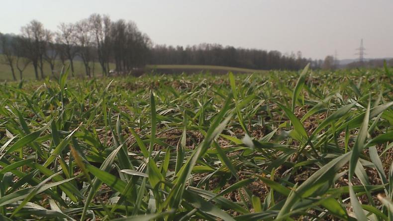 Pogoda jak na razie sprzyja rolnikom