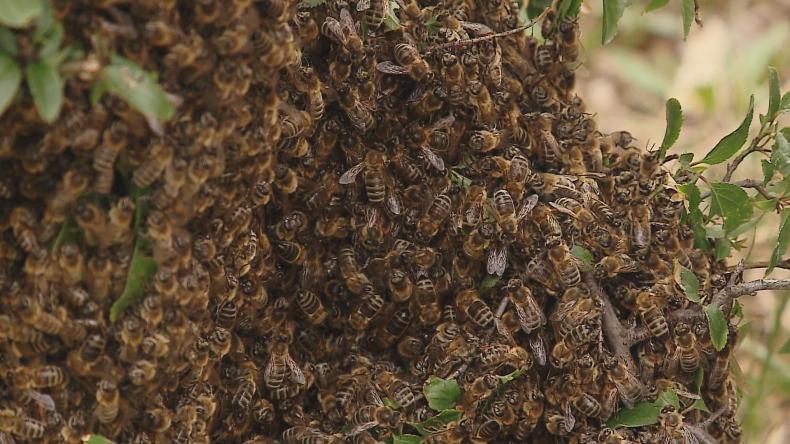 Rój pszczół na osiedlu przy ul. Kochanowskiego