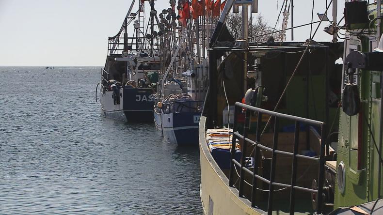 Zatoka Pucka umiera, nie wiedzą dlaczego