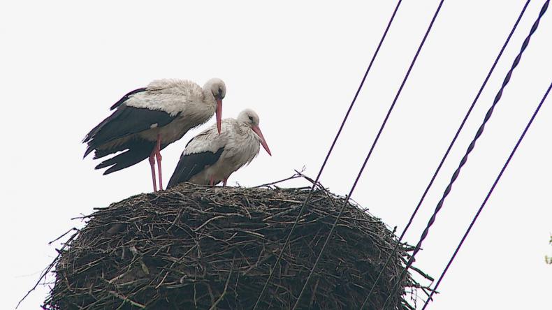 801- bociania infolinia na pomoc ptakom