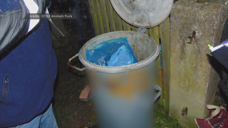 Zabił koty i wyrzucił je do śmietnika