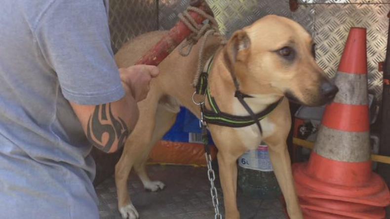 Porzuciła psa, szuka jej policja