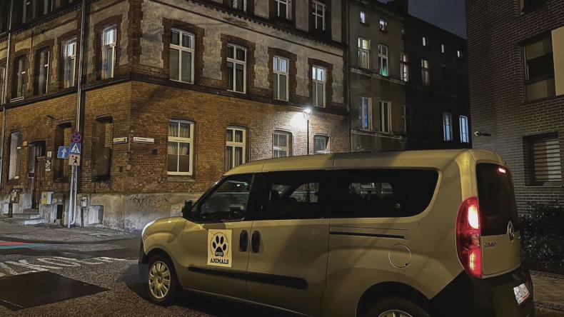 Sylwestrowy patrol animalsów