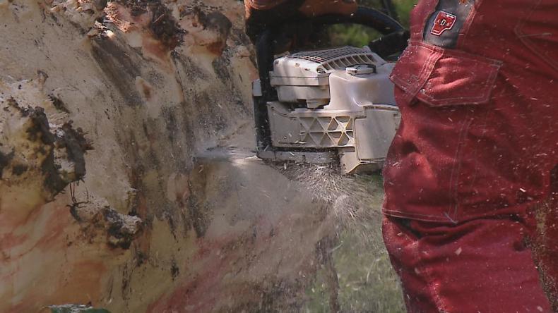 Nowe zwierzęta „zamieszkają” w Rumi