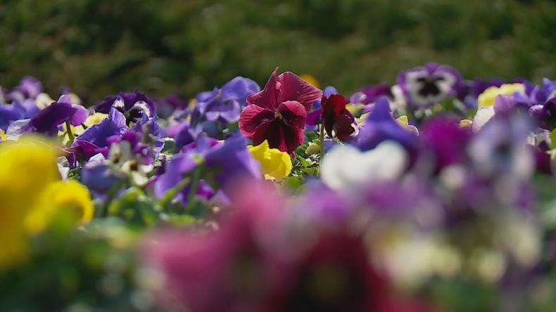 W Wejherowie zakwitną tysiące kwiatów