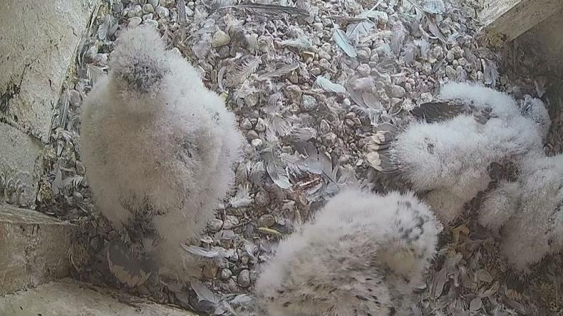 Głosowanie zakończone