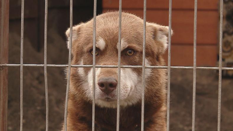Gm. Wejherowo zbiera karmę dla psów z Dąbrówki
