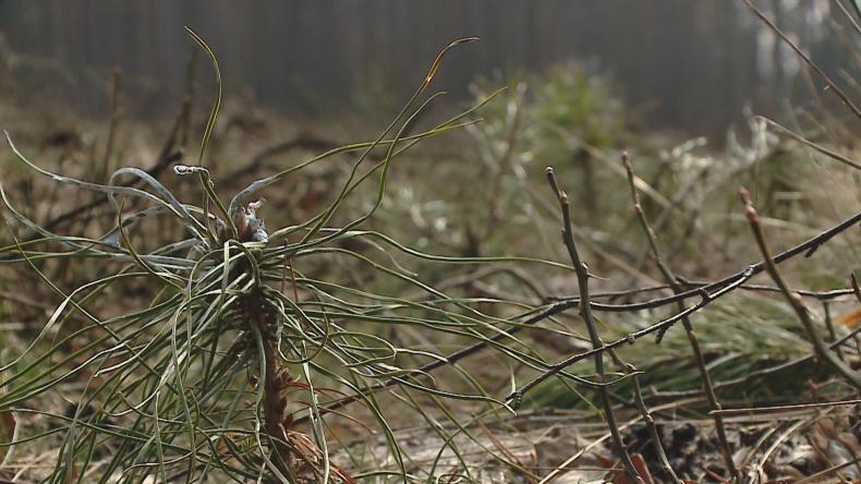 Posadź las z leśnikami