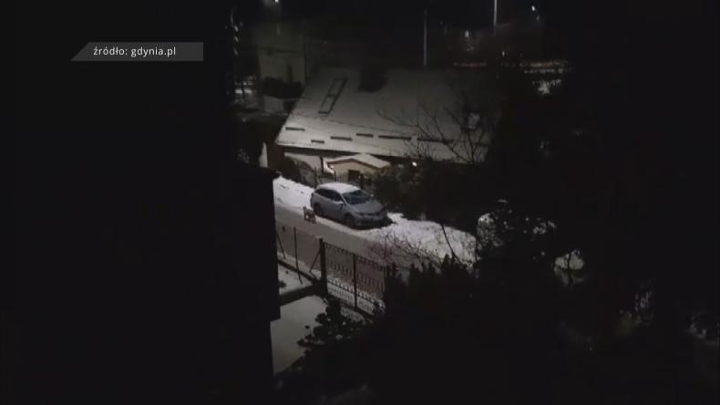 Leśny drapieżnik w miejskiej dżungli